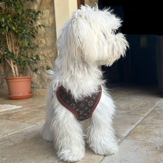 Hundförarsele och linaset – PawLuxe