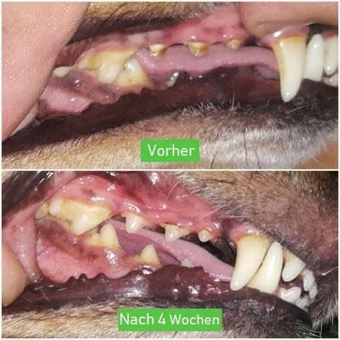 Vorher-Nachher-Bild Hundezahnbürste, Zahnreinigung, gesunde Hundezähne, Zahnpflegeergebnis.