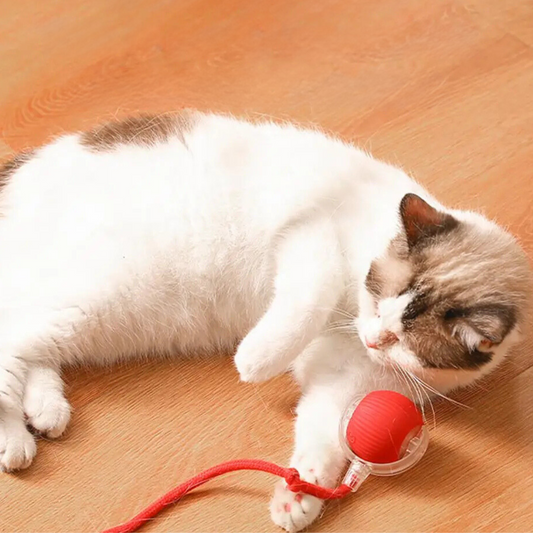 Weiß-braune Katze spielt mit rotem Katzenspielzeug auf Holzboden.