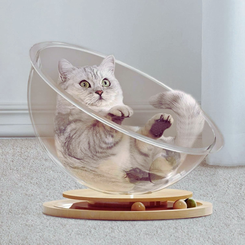 Graue Katze in transparentem, kugelförmigem Katzenbett auf Holzsockel, modernes Haustiermöbel.