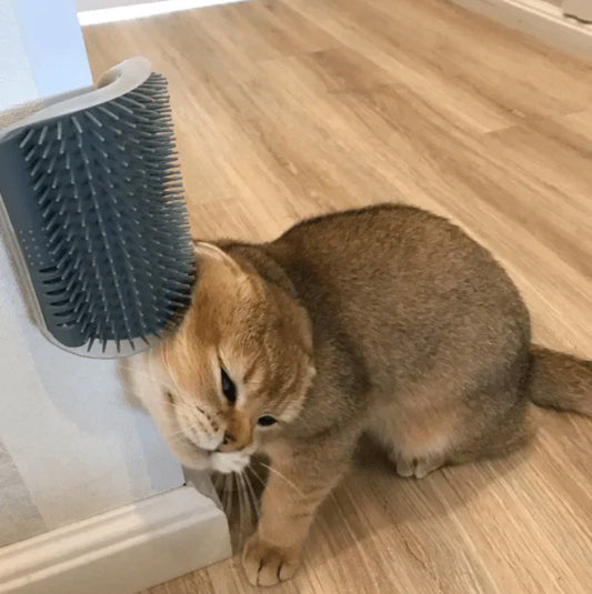 Katze reibt sich an grauer Wandbürste, Selbstpflege, Haustierpflege, Holzboden.