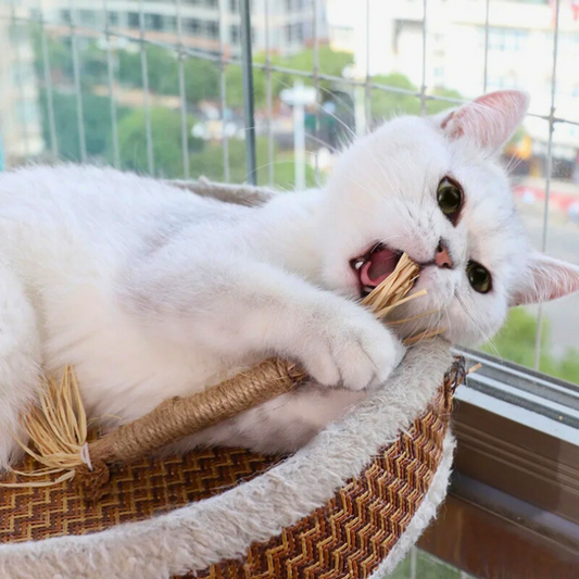 Weiße Katze spielt mit Kratzbaum, Fensterhintergrund, Haustier, Katzenzubehör, Innenraum.
