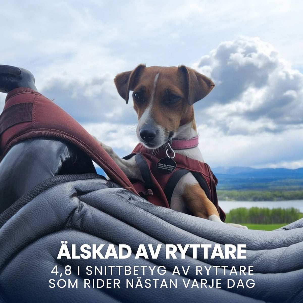 Liten hund i röd väst står bakom en grå vadderad kudde med bergsutsikt 7