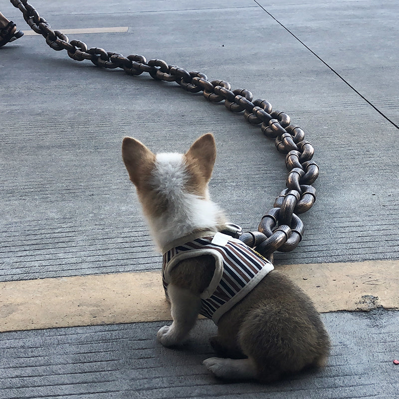 Kleiner Hund im gestreiften Geschirr sitzt auf Betonboden neben großer Metallkette.