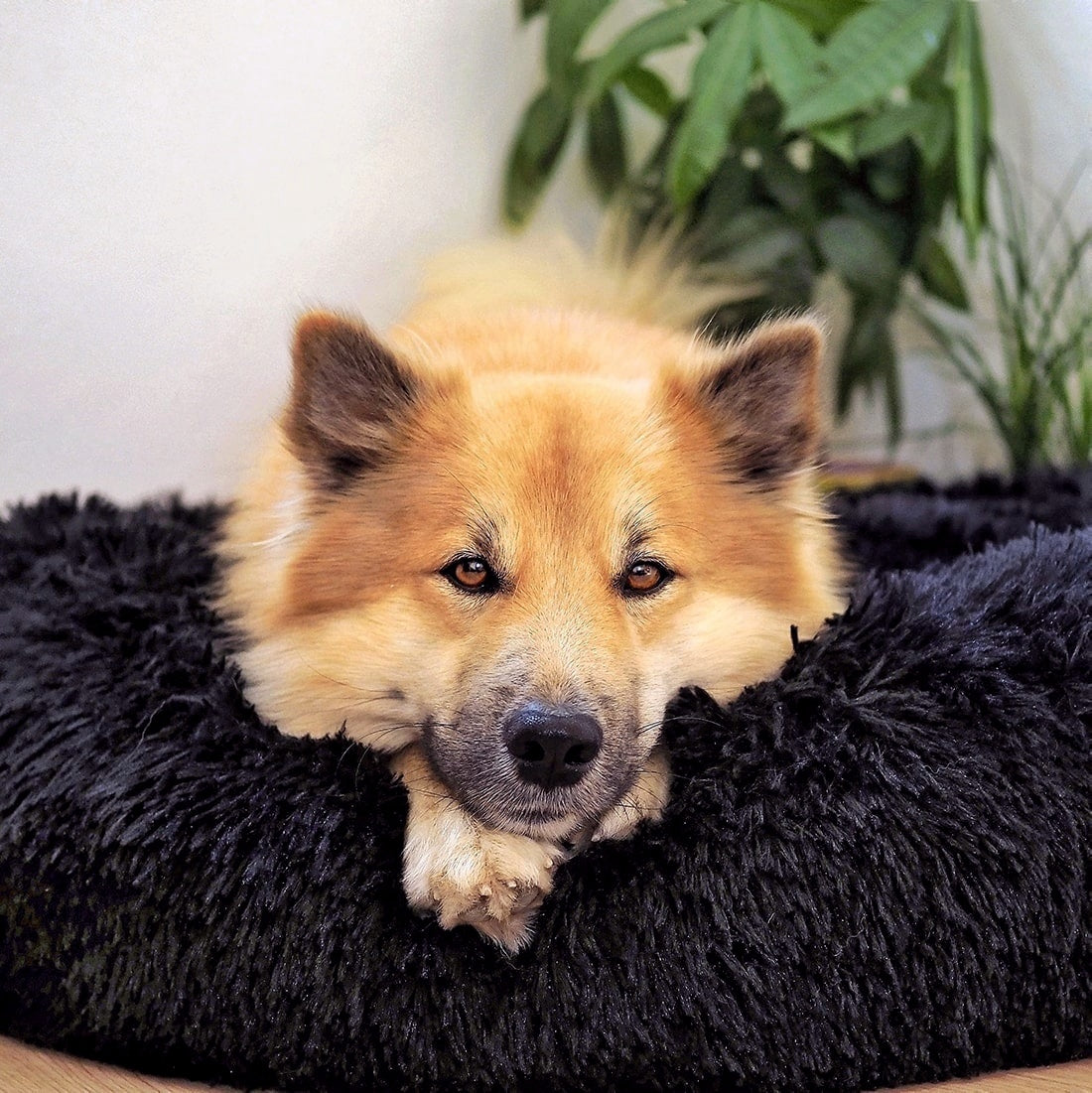 Hundsäng Fluffy Plus - Originalet