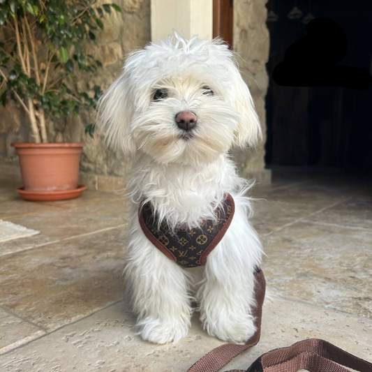 Hundförarsele och linaset – PawLuxe