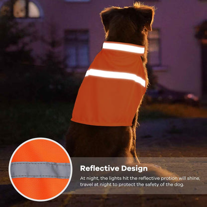 Hund mit orangefarbener reflektierender Weste, Sicherheitskleidung für Nachtspaziergänge.