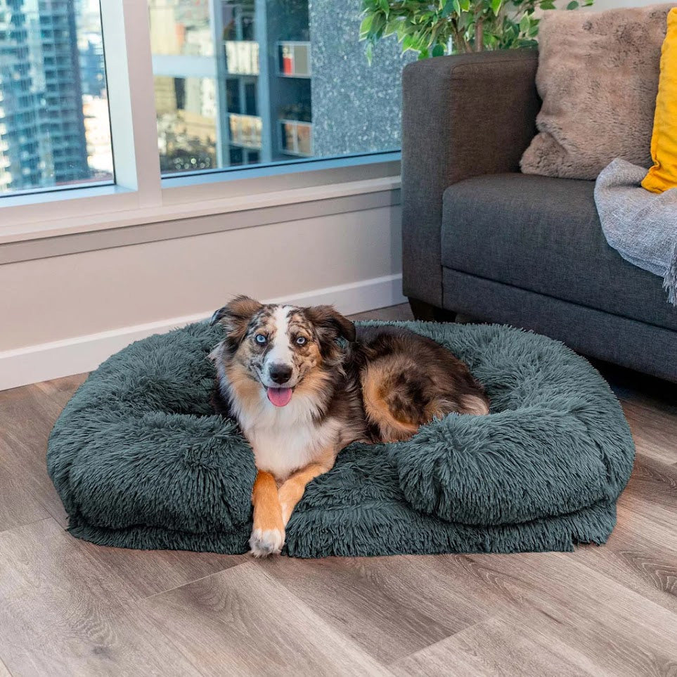 Hund auf grauem, flauschigem Hundebett im Wohnzimmer, große Fenster, moderne Einrichtung.