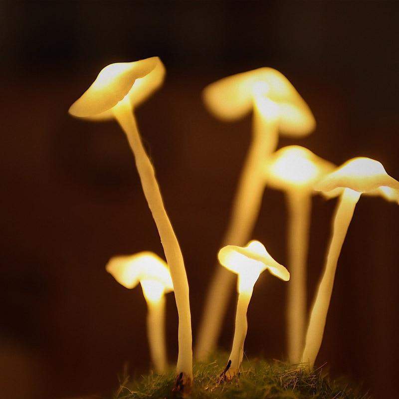 DIY Tabletop Lamp Kit -  Luminshroom
