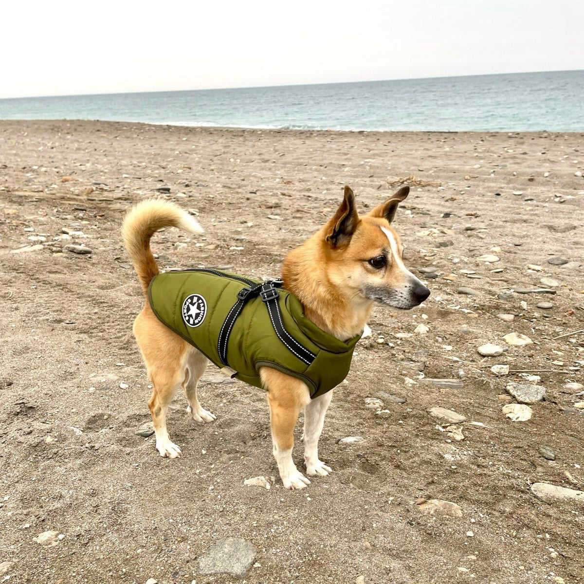 Liten hund i grön jacka med sele står på en stenig strand med havet i bakgrunden. 10