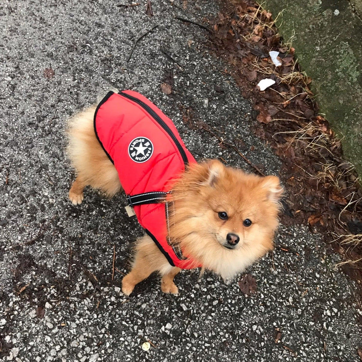 Pomeranian i röd jacka med svart kantband och sele, tittar upp mot kameran på en asfalterad stig. 11