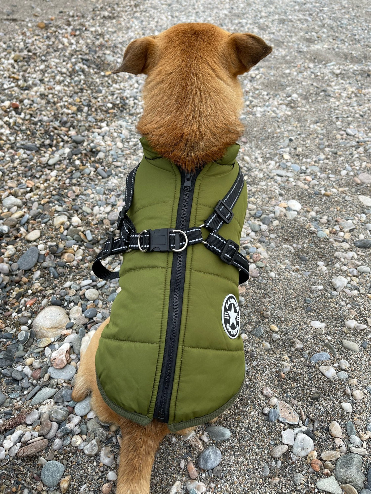 Hund sedd bakifrån i grön jacka, med dragkedja längs ryggen och korsad sele med D-ringar, sittande på småsten. 13
