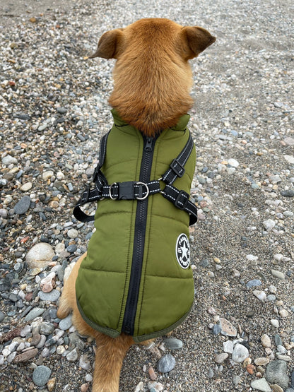 Hund sedd bakifrån i grön jacka, med dragkedja längs ryggen och korsad sele med D-ringar, sittande på småsten. 13