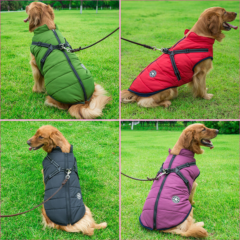 Fyra bilder av en golden retriever som sitter i gräset och bär jackan i grönt, rött, svart och lila. 3