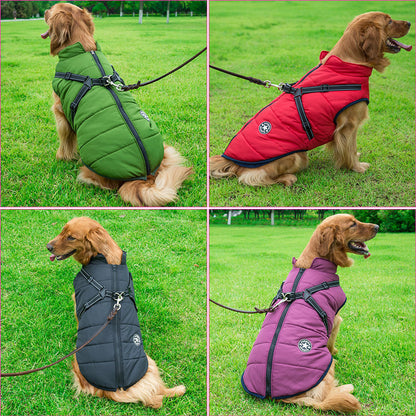 Fyra bilder av en golden retriever som sitter i gräset och bär jackan i grönt, rött, svart och lila. 3