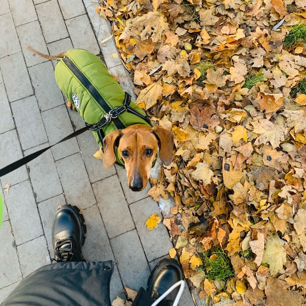 Tax i grön jacka med sele, sedd uppifrån på en stenlagd gata bredvid en hög med höstlöv. 7