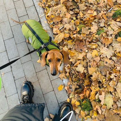 Tax i grön jacka med sele, sedd uppifrån på en stenlagd gata bredvid en hög med höstlöv. 7