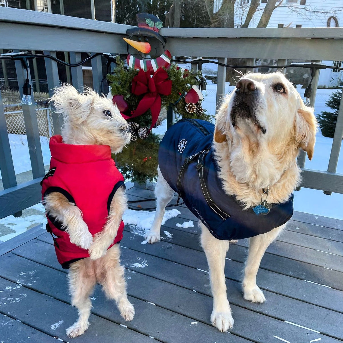 Två hundar på en snöig altan, en liten i röd jacka och en större golden i marinblå jacka. 8