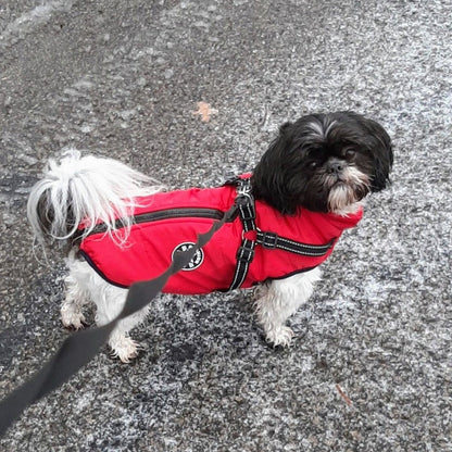 Liten svartvit shih tzu i röd jacka med svart reflexsele, sedd uppifrån på blötsnöig asfalt. 9
