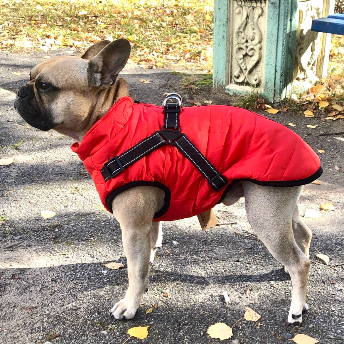 Fransk bulldogg i röd vadderad jacka med svart sele över ryggen, sedd från sidan på en asfalterad höststig. 1