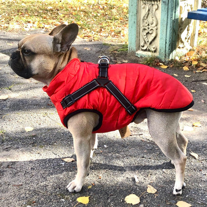 Fransk bulldogg i röd vadderad jacka med svart sele över ryggen, sedd från sidan på en asfalterad höststig. 1