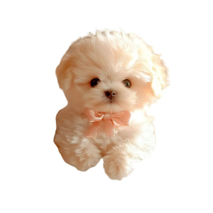 Fluffig gräddvit hundvalp med persikofärgad rosett runt halsen, fristående mot vit bakgrund, sedd framifrån. 1