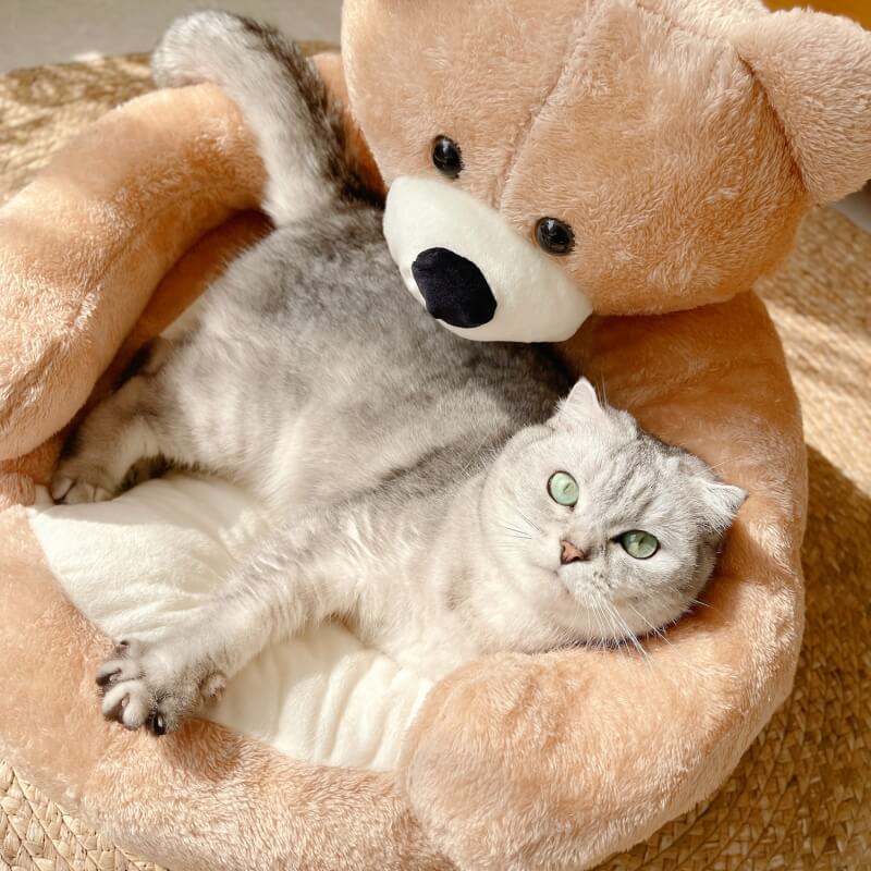 Graues Kätzchen in abnehmbarem, plüschigem Bären-Katzenbett, gemütlich und weich.