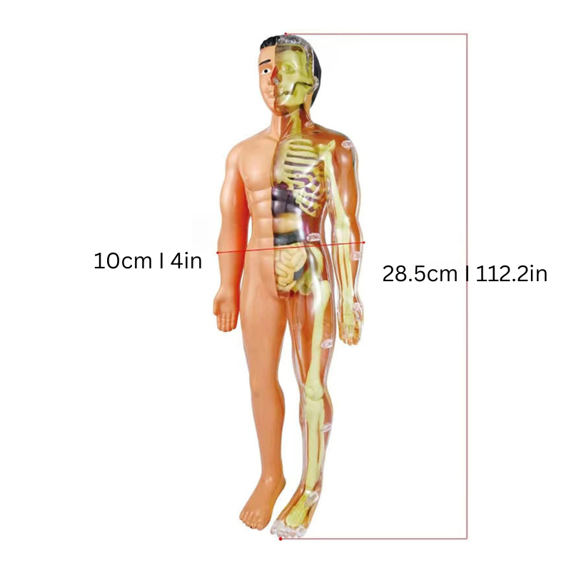 Anatomie-Modell Mensch, halb Skelett, halb Haut, 28,5 cm, Lehrmittel, medizinische Ausbildung