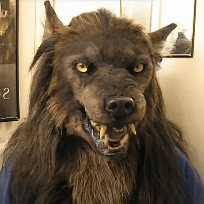 Närbild framifrån av den brunhåriga varulvsmasken på en person, med morrande mun, gula ögon och långa tänder. 3