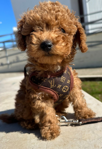 Hundförarsele och linaset – PawLuxe