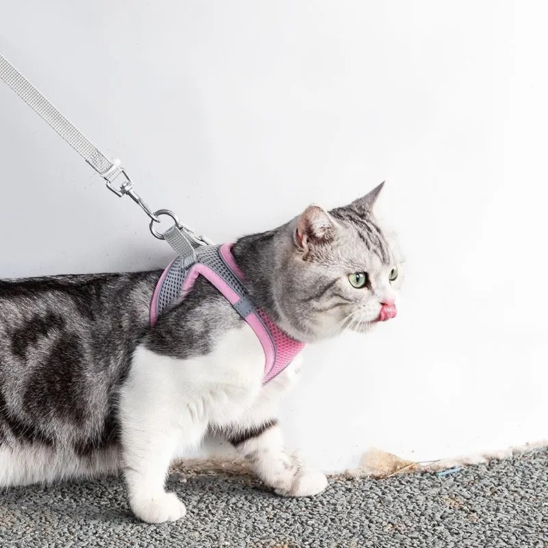 Justerbart kattsele med koppel – WhiskerWander