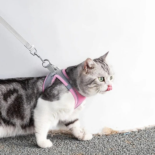 Justerbart kattsele med koppel – WhiskerWander
