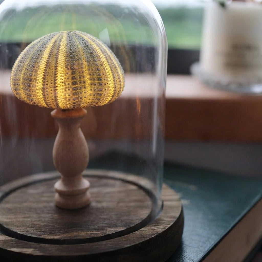 Seashell Inspired Nightlight -  Ocealyn