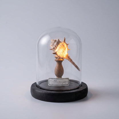 Seashell Inspired Nightlight -  Ocealyn