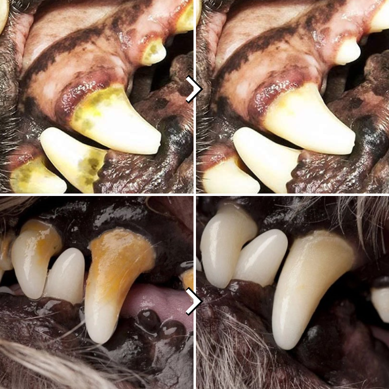 Vorher-Nachher-Bild von Hundezähnen, Zahnreinigung, Zahnpflege, gelbe zu weiße Zähne, Tiergesundheit.