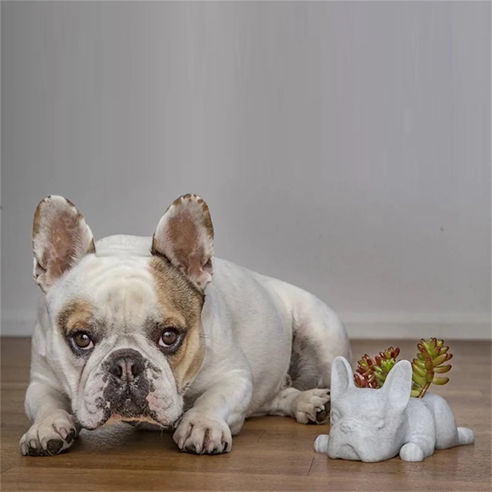Französische Bulldogge neben weißem Keramik-Blumentopf in Hundeform mit Sukkulenten.
