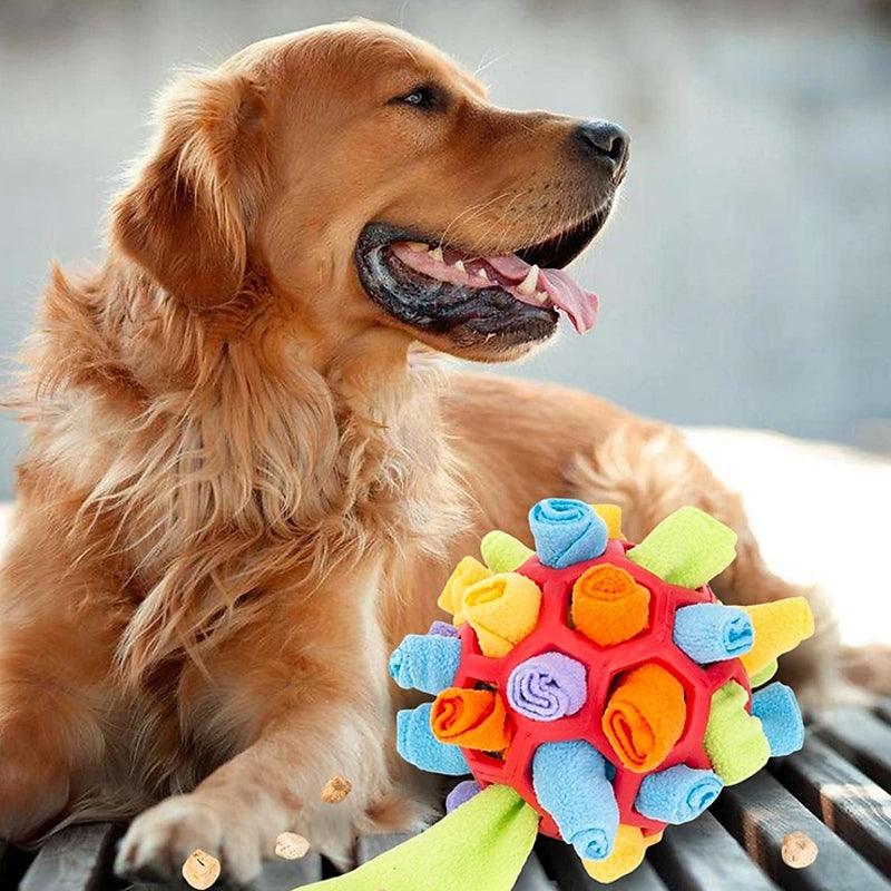 Golden Retriever mit buntem Schnüffelball, Hundespielzeug, interaktive Beschäftigung, Neugier.