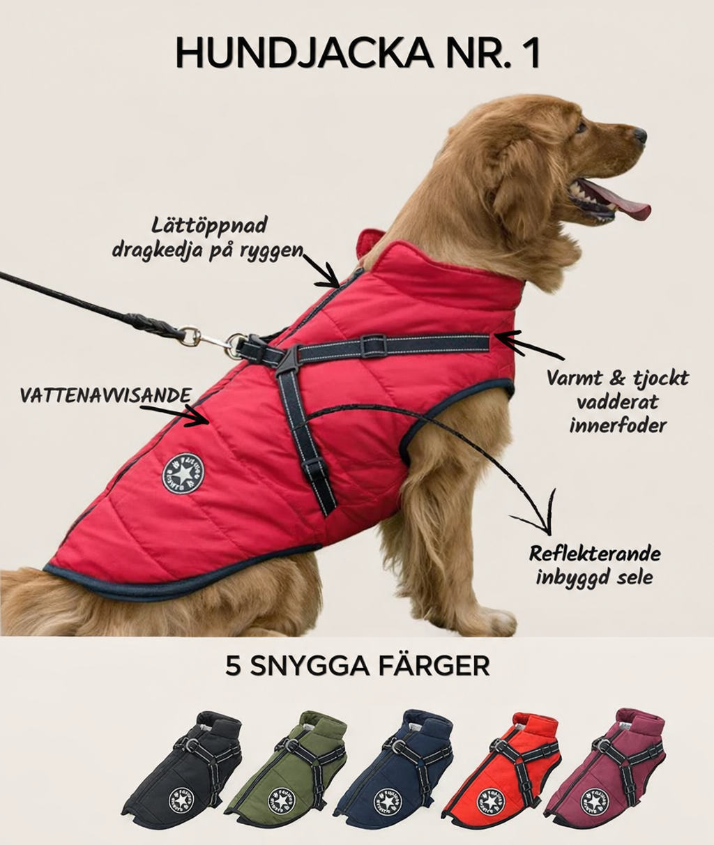 Golden retriever i röd jacka med sele, med pilar som pekar ut ryggdragkedja, vadderat foder och reflekterande sele. 2