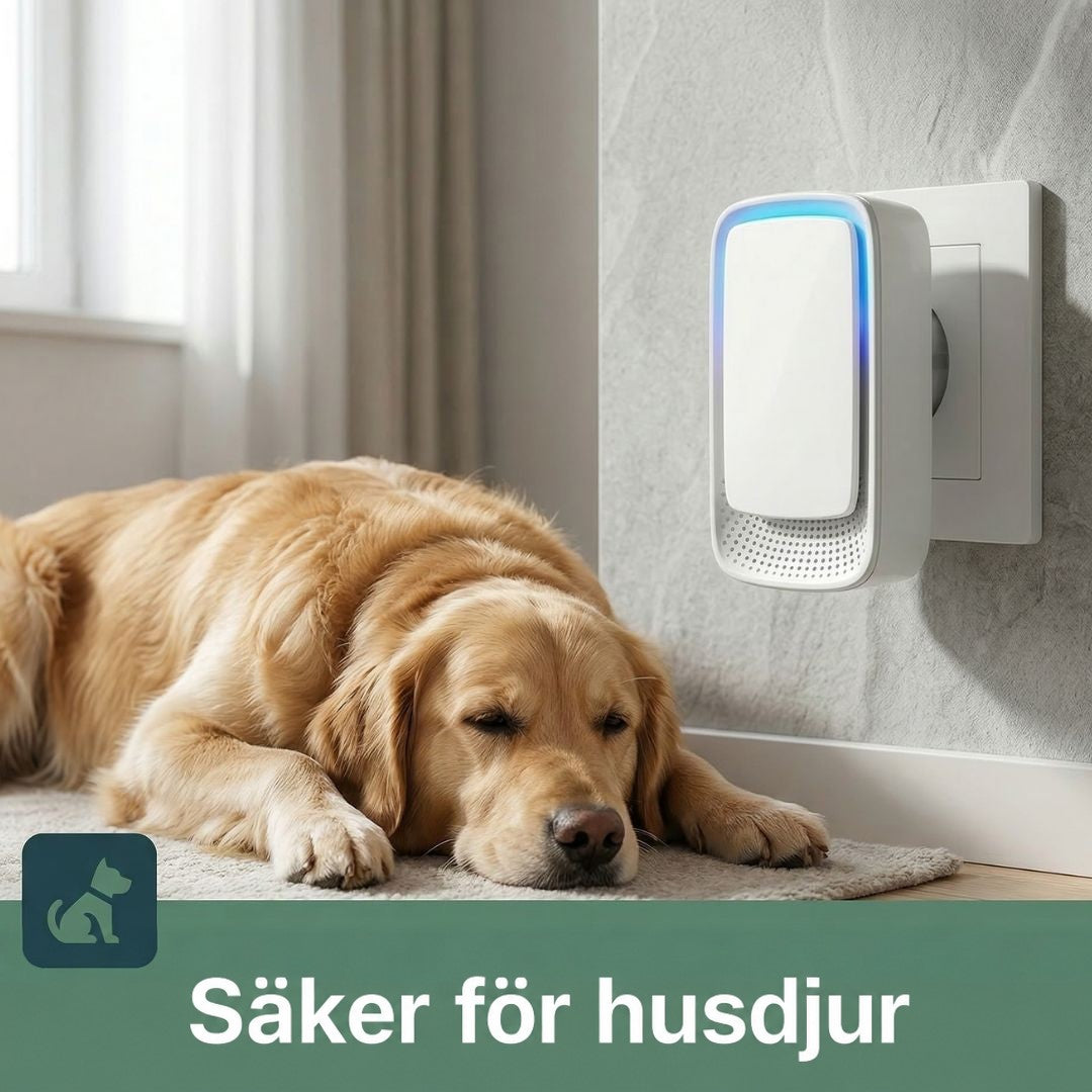 Jonisatorn sitter i ett vägguttag medan en gyllene hund vilar på en matta bredvid 2