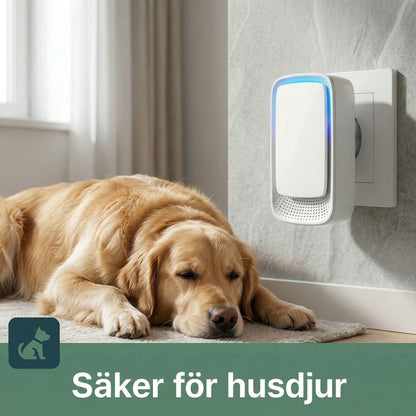Jonisatorn sitter i ett vägguttag medan en gyllene hund vilar på en matta bredvid 2