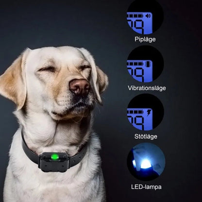 Ljus labrador med halsbandet på och fyra bilder av displayen för ljud, vibration, stötar och ljus 9