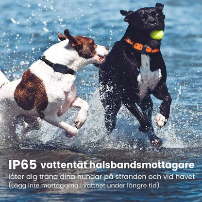 Två hundar leker och stänker i vattnet vid stranden, en med boll i munnen 2