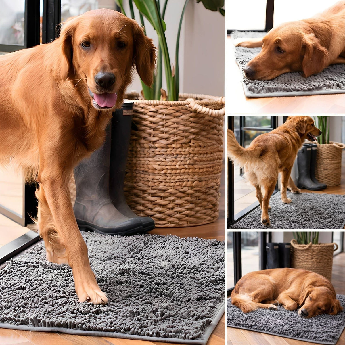 Collage med en rödbrun hund som står, ligger och sover på en grå matta vid en ytterdörr med gummistövlar. 5