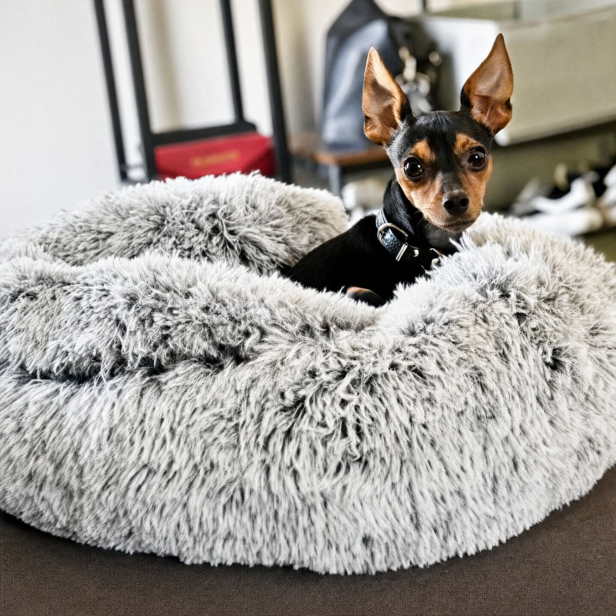 En liten svart och brun hund med spetsiga öron tittar upp ur en gråspräcklig plyschbädd på en soffa. 10