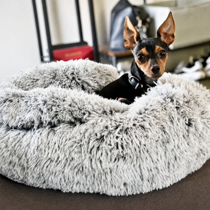 En liten svart och brun hund med spetsiga öron tittar upp ur en gråspräcklig plyschbädd på en soffa. 10