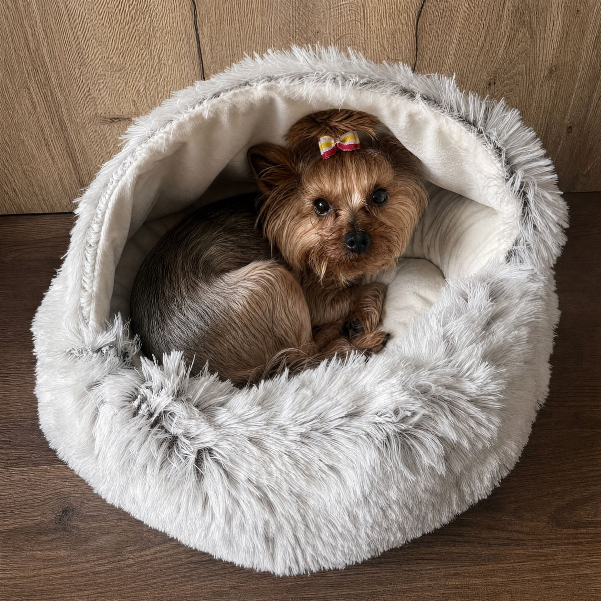 En liten yorkshireterrier med rosett i pannluggen ligger hoprullad i en grå bädd med vit plyschinsida. 9