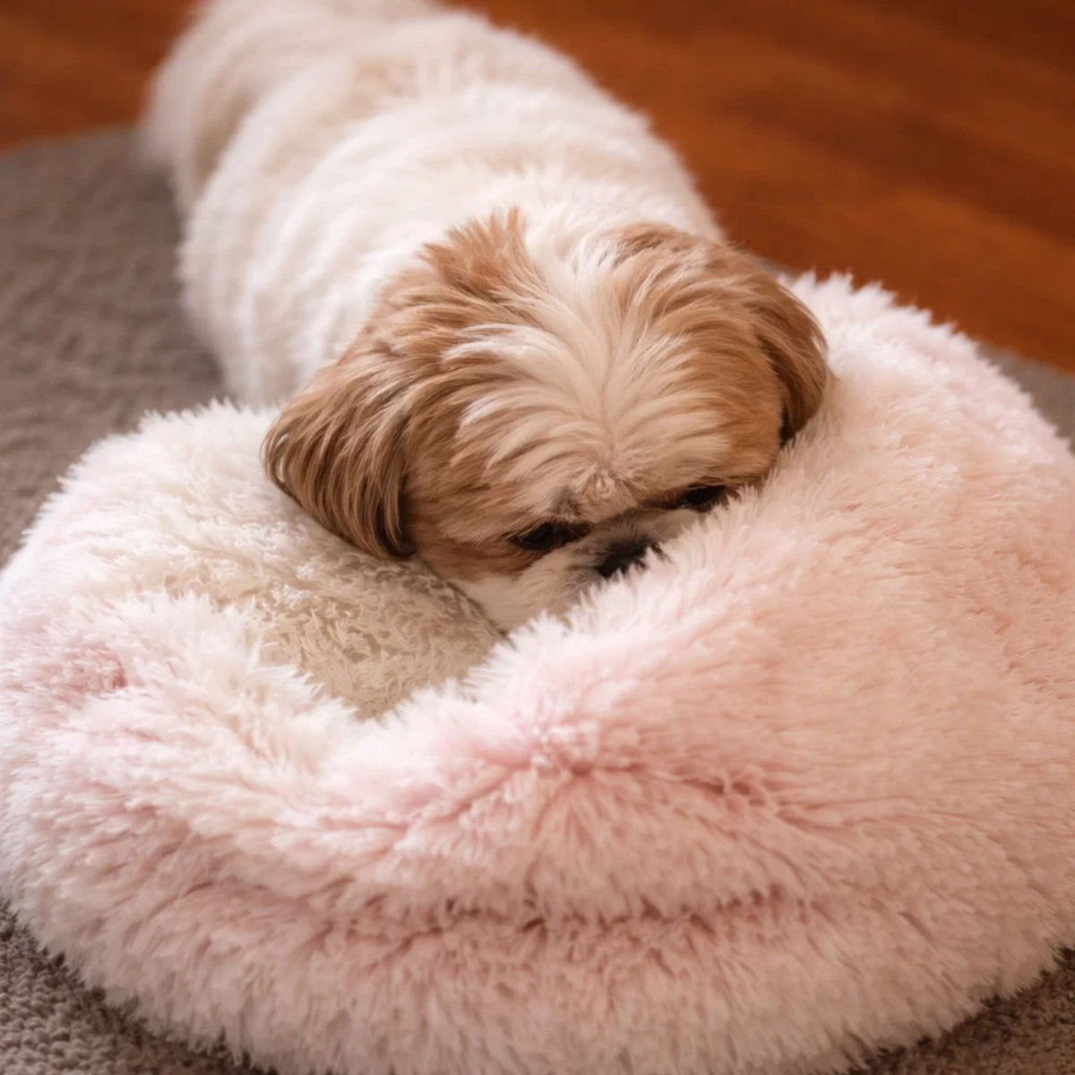 Ovanifrån: en liten hund med brun och vit päls vilar huvudet mot kanten av en rosa plyschbädd. 12