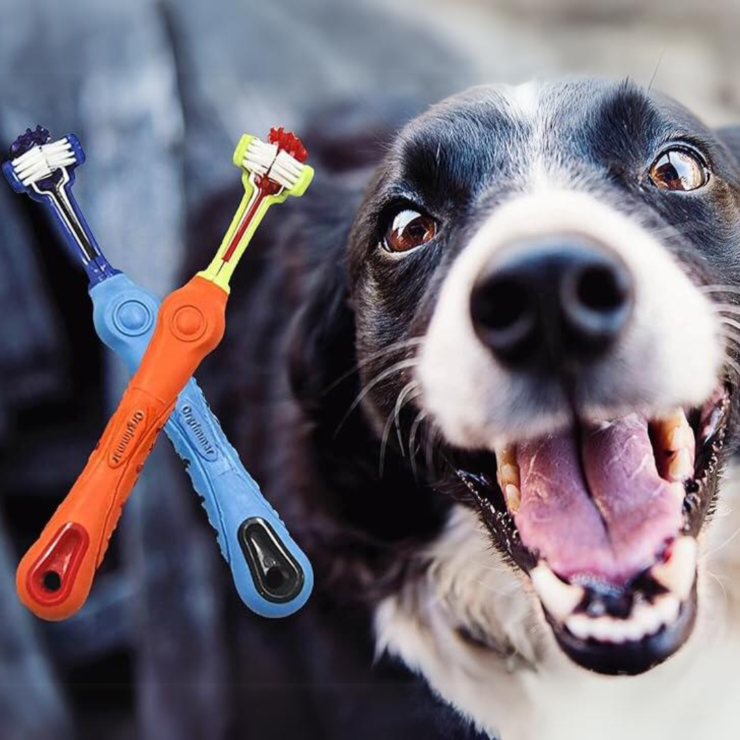 Hundezahnbürsten Set, blau und orange, doppelseitig, vor fröhlichem Hund, Zahnpflege Haustier.
