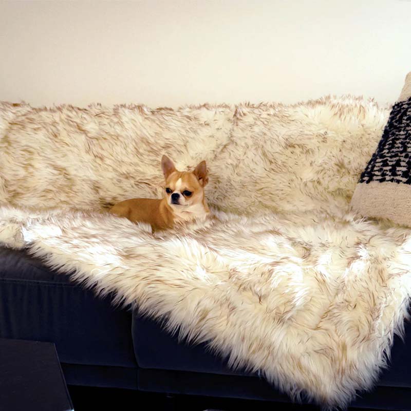 Kleiner Hund auf weißem Kunstfell-Überwurf auf grauem Sofa, gemütliches Wohnzimmer-Dekor.