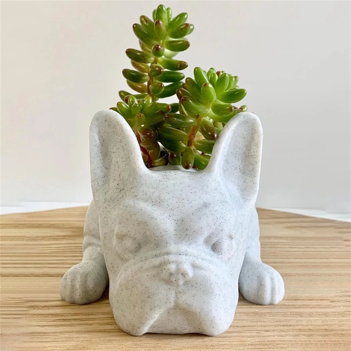 Beton-Blumentopf in Form eines liegenden Hundes mit Sukkulente, dekorativer Pflanzbehälter.
